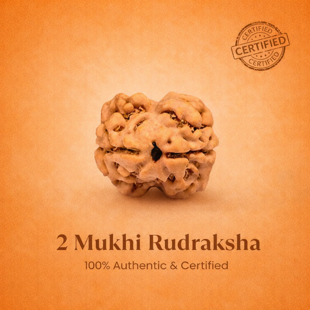 Nepali 2 Mukhi Rudraksha