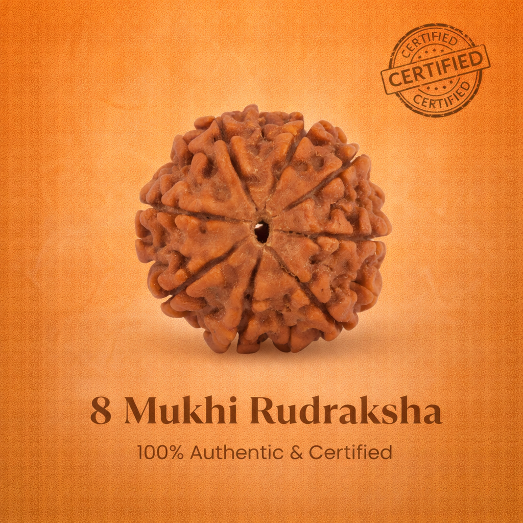 Nepali 8 Mukhi Rudraksha
