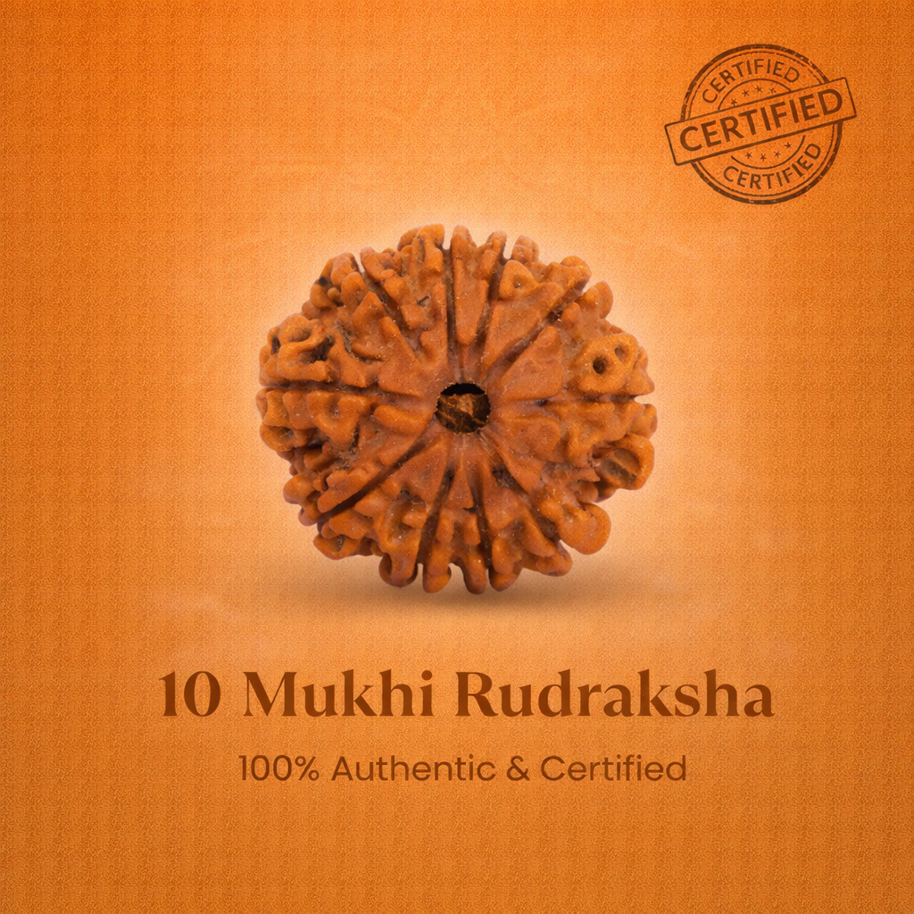 Nepali 10 Mukhi Rudraksha