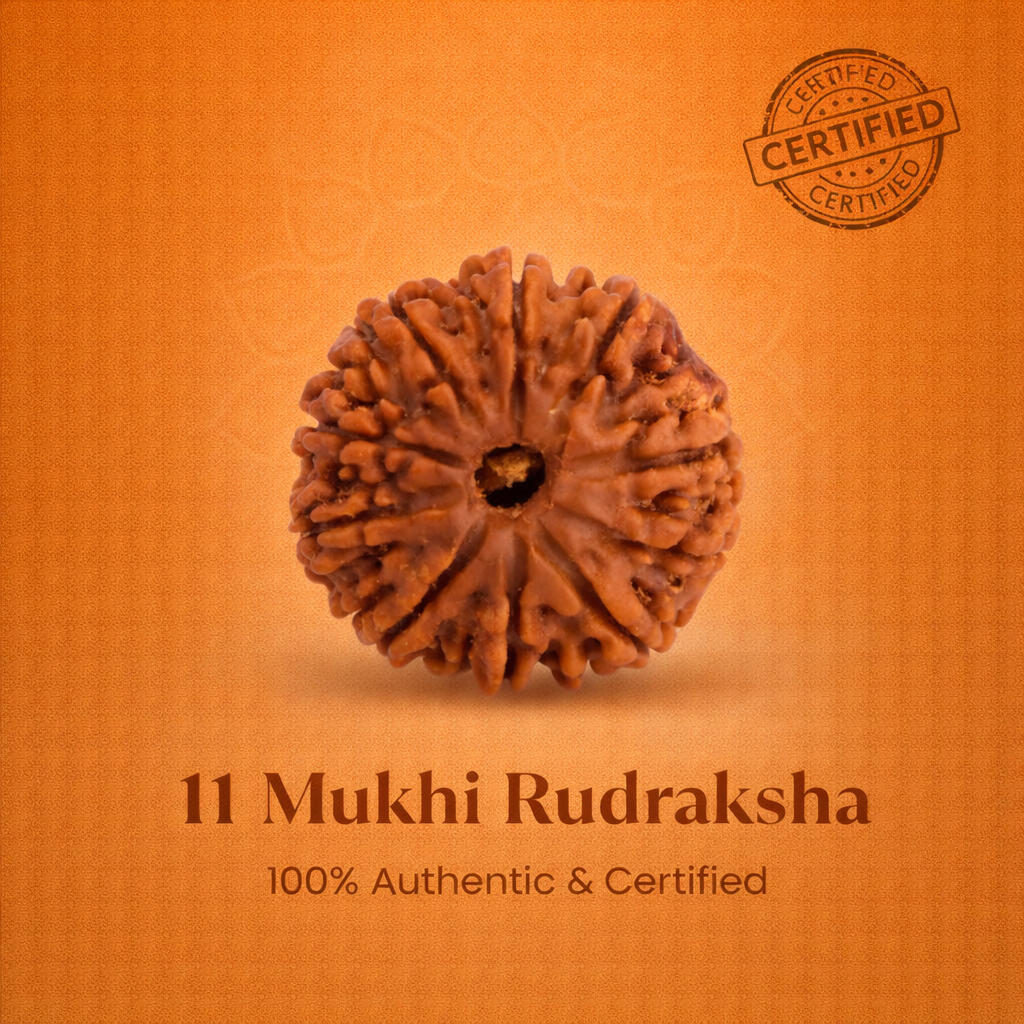 Nepali 11 Mukhi Rudraksha