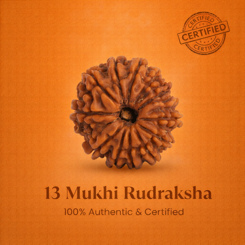 Nepali 13 Mukhi Rudraksha