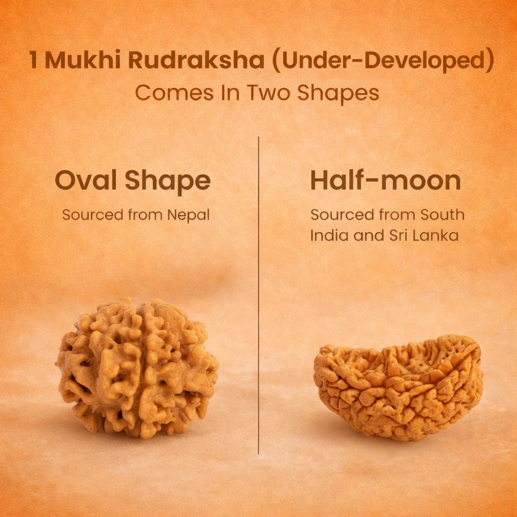 Nepali 1 Mukhi Rudraksha - Image 2
