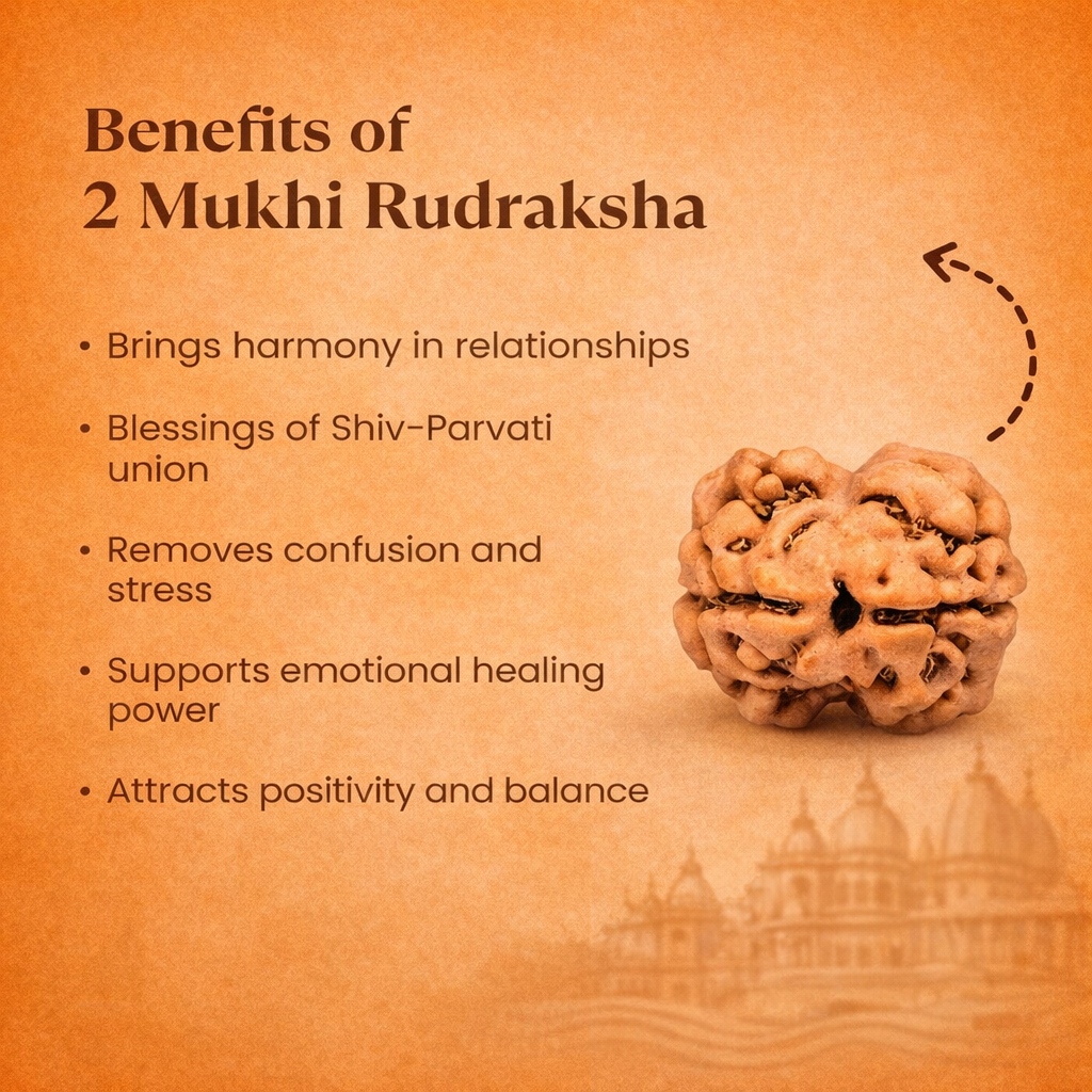 Nepali 2 Mukhi Rudraksha - Image 1