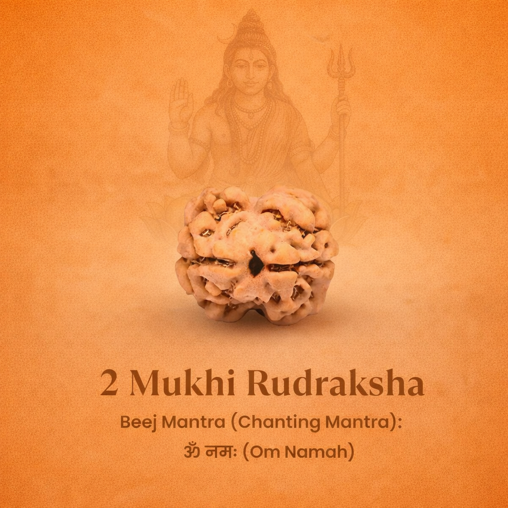 Nepali 2 Mukhi Rudraksha - Image 2