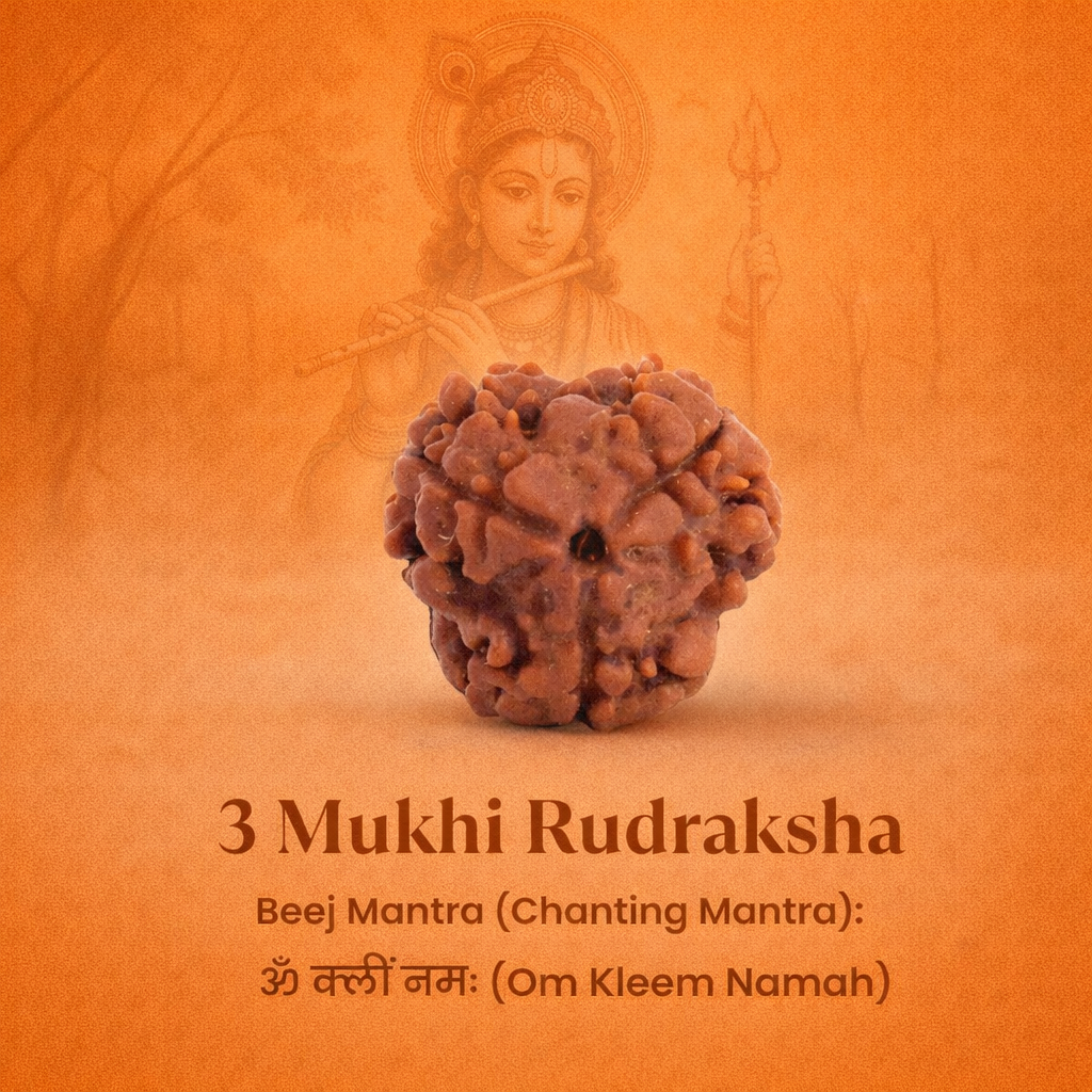 Nepali 3 Mukhi Rudraksha - Image 2