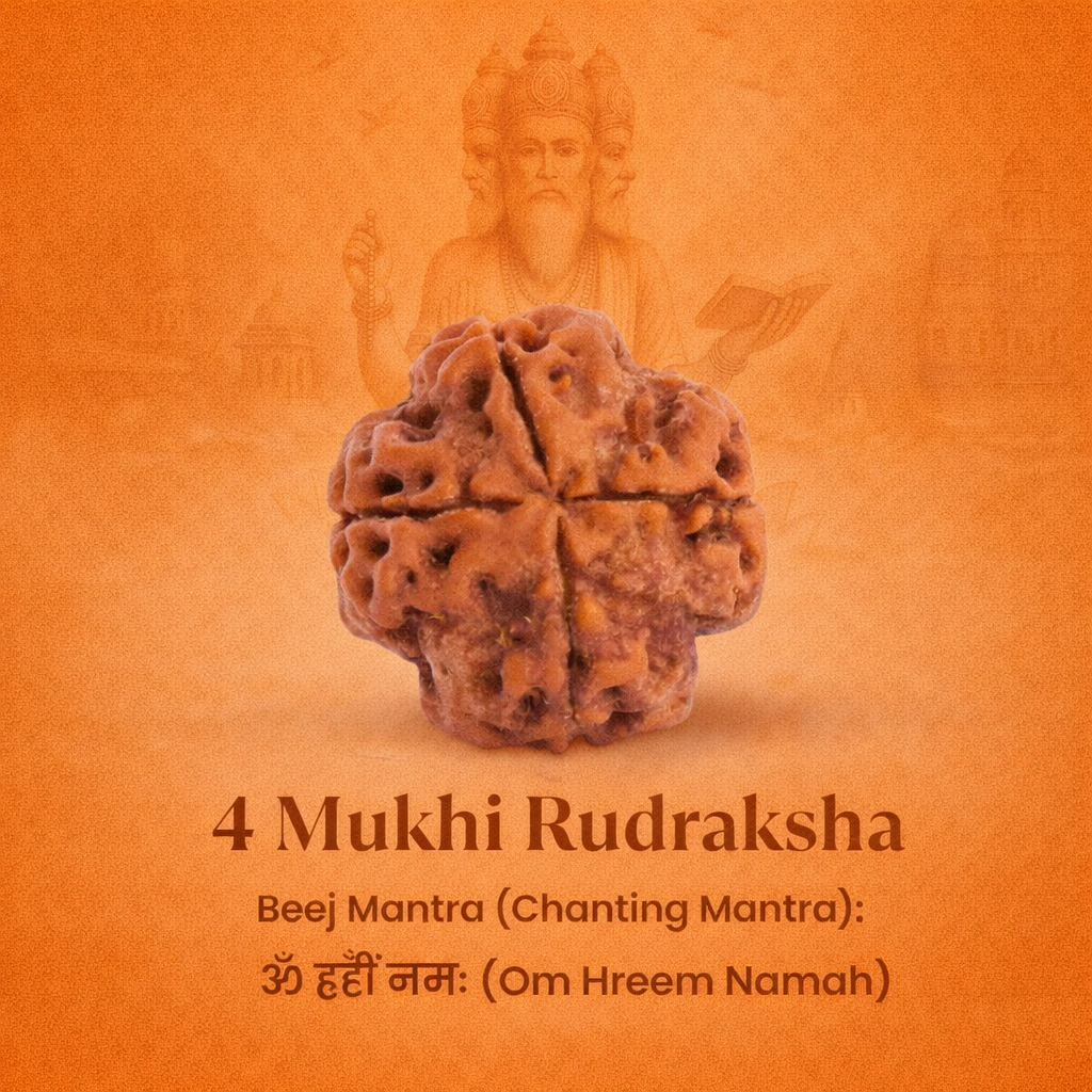 Nepali 4 Mukhi Rudraksha - Image 2