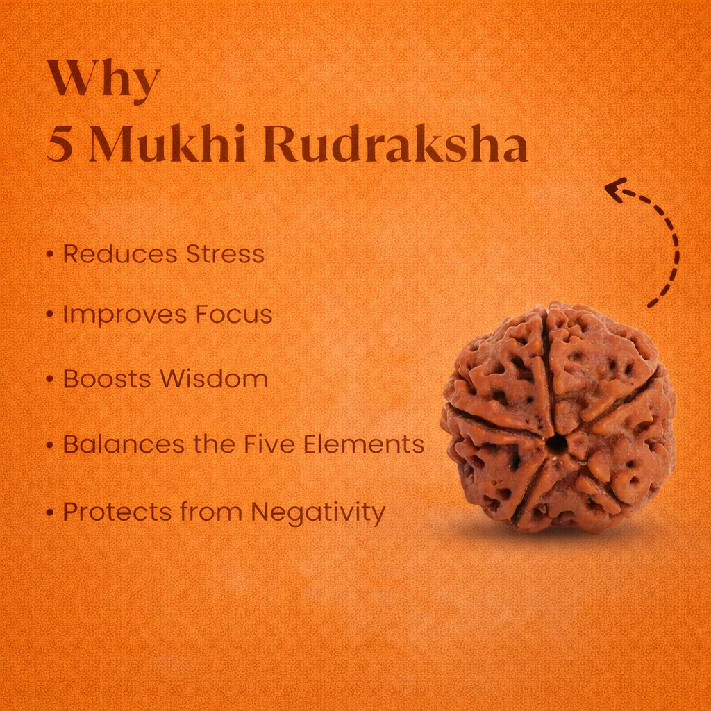 Nepali 5 Mukhi Rudraksha - Image 1