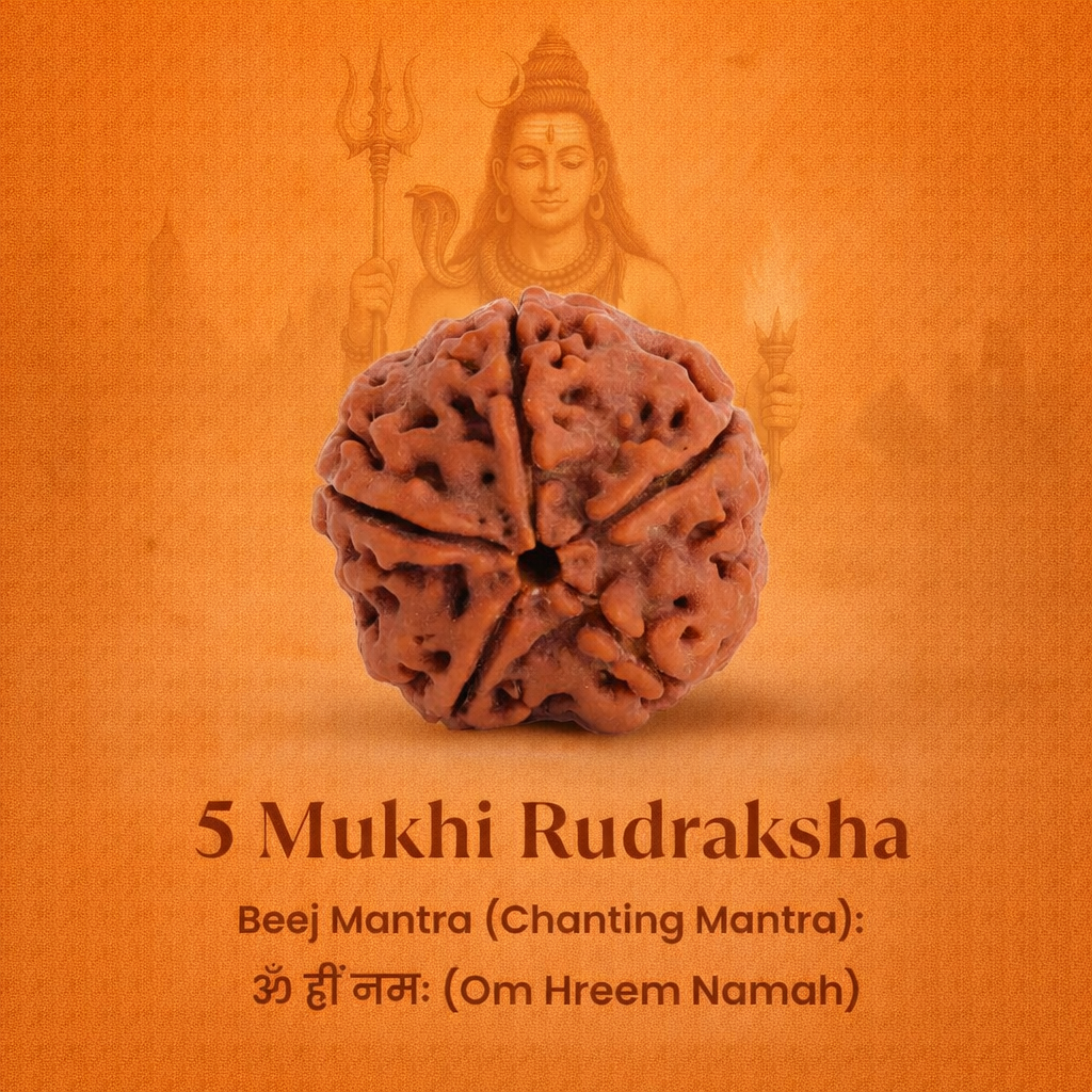 Nepali 5 Mukhi Rudraksha - Image 2