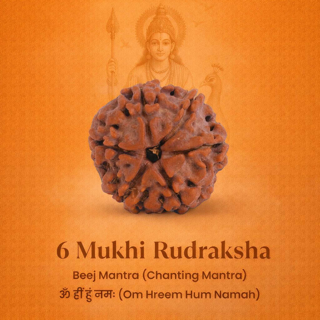 Nepali 6 Mukhi Rudraksha - Image 2