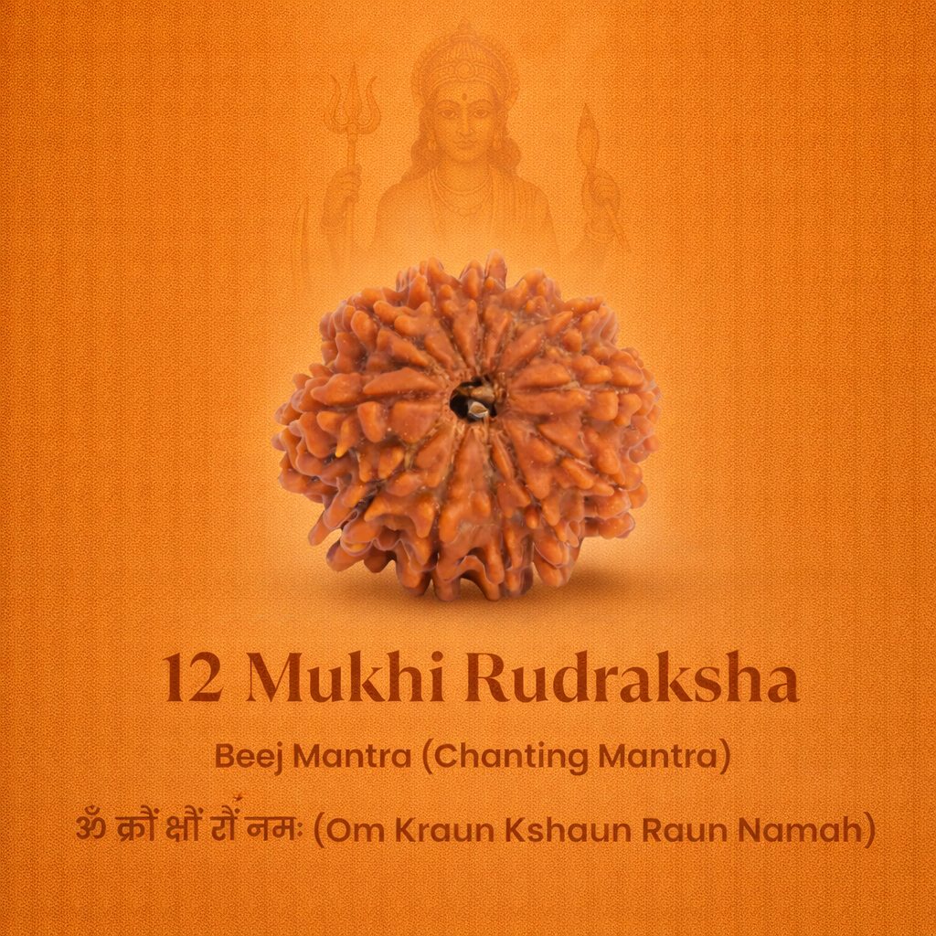 Nepali 12 Mukhi Rudraksha - Image 2