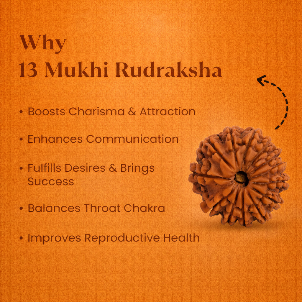 Nepali 13 Mukhi Rudraksha - Image 1