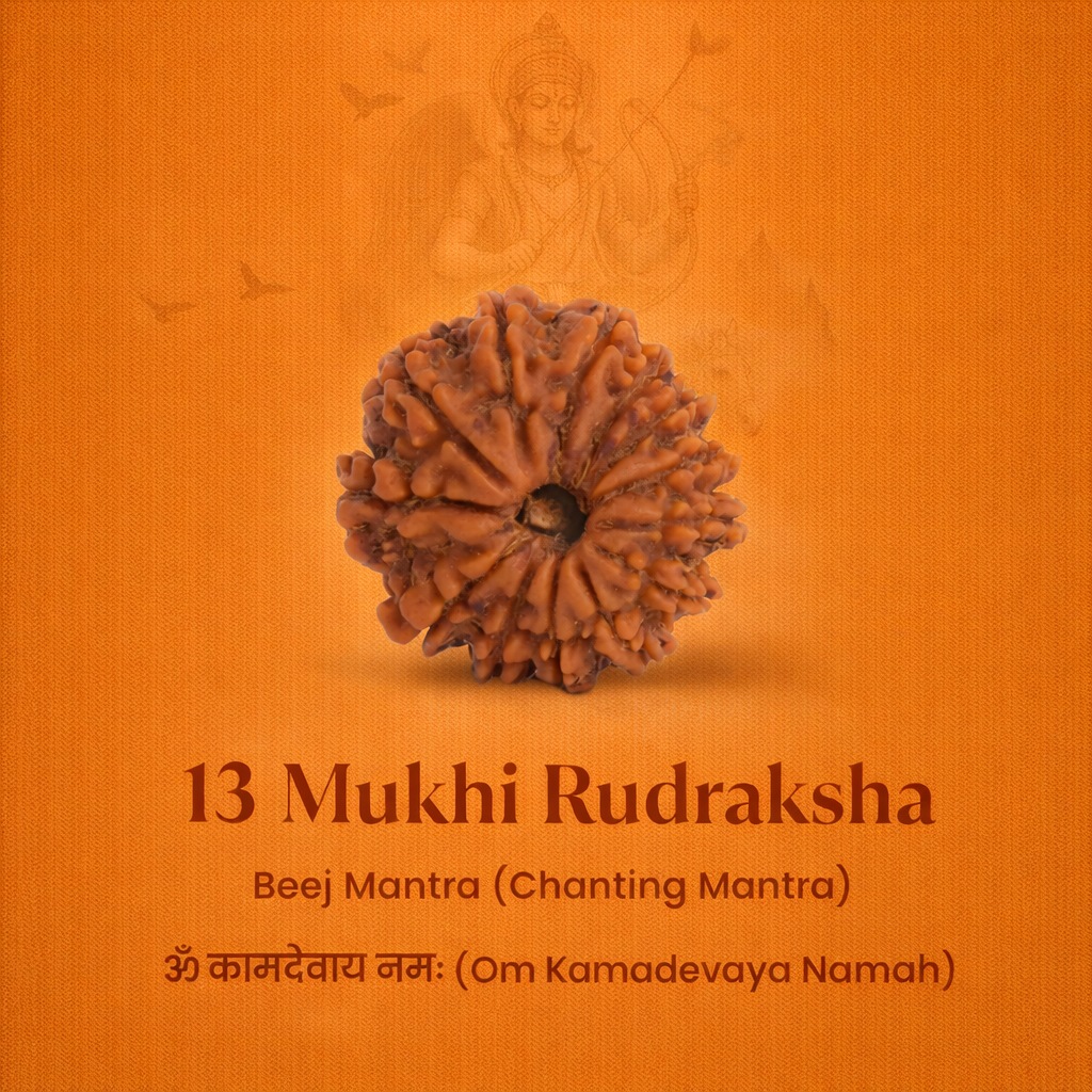 Nepali 13 Mukhi Rudraksha - Image 2